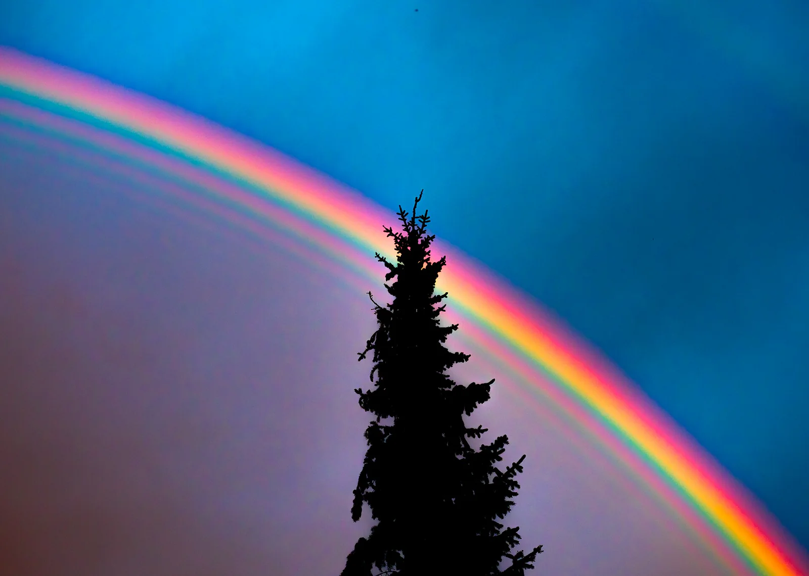 Arcoíris sobre un cielo azul con la silueta de un abeto y varias franjas finas, rosadas y verdes, por dentro del violeta del arco principal.
