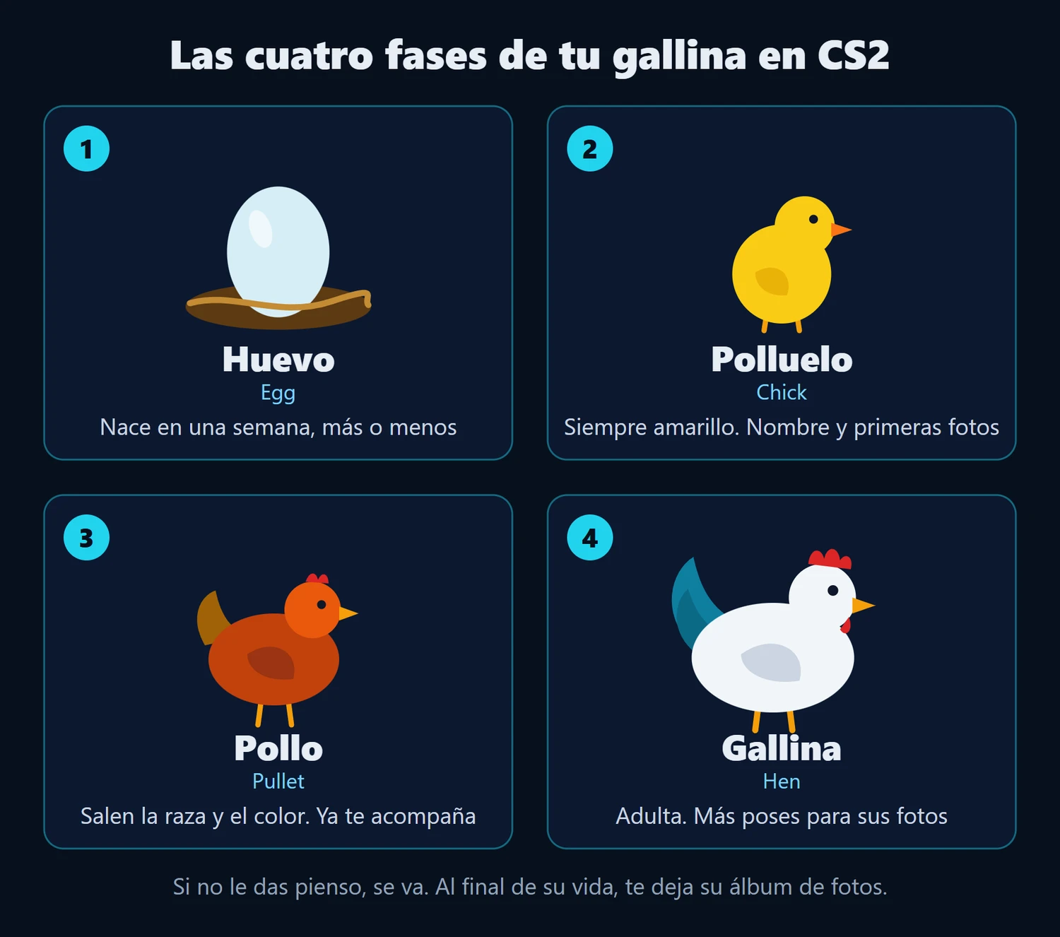 Ilustración de las cuatro fases de la mascota de CS2: huevo, polluelo, pollo y gallina, con lo que pasa en cada una