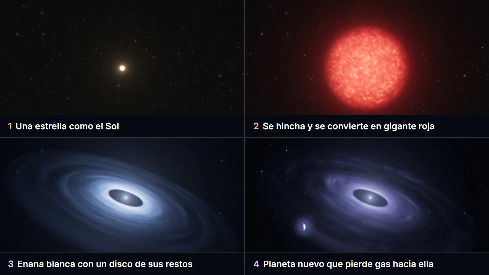 Ilustración en cuatro paneles: una estrella amarilla parecida al Sol, la misma estrella convertida en una gigante roja, una enana blanca rodeada por un disco azulado de restos y, en el último, la enana blanca con un planeta a un lado que pierde gas hacia el disco.