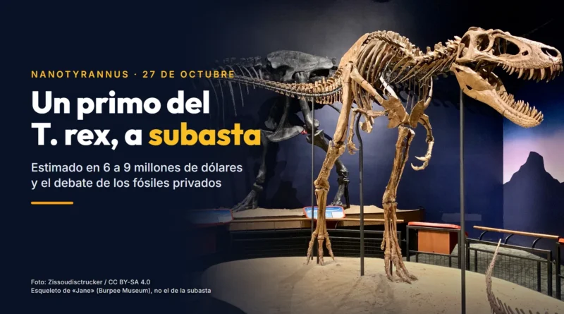 Esqueleto montado de «Jane», del Burpee Museum of Natural History (no es el de la subasta), con el titular «Un primo del T. rex, a subasta»