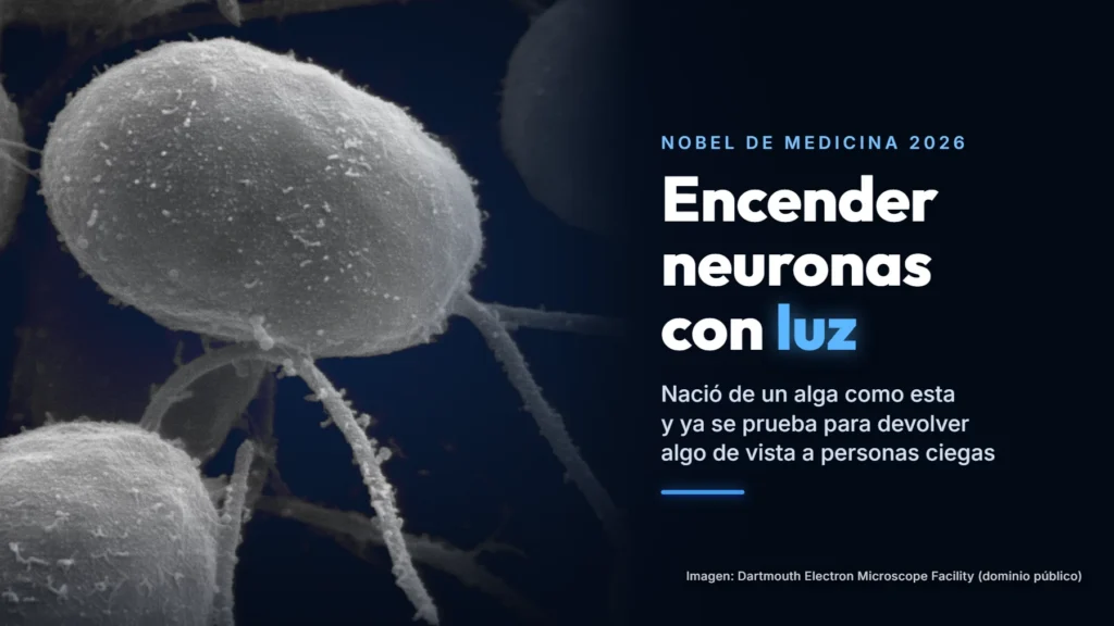 Células del alga Chlamydomonas vistas al microscopio electrónico, con sus flagelos, junto al texto «Nobel de Medicina 2026. Encender neuronas con luz. Nació de un alga como esta y ya se prueba para devolver algo de vista a personas ciegas».