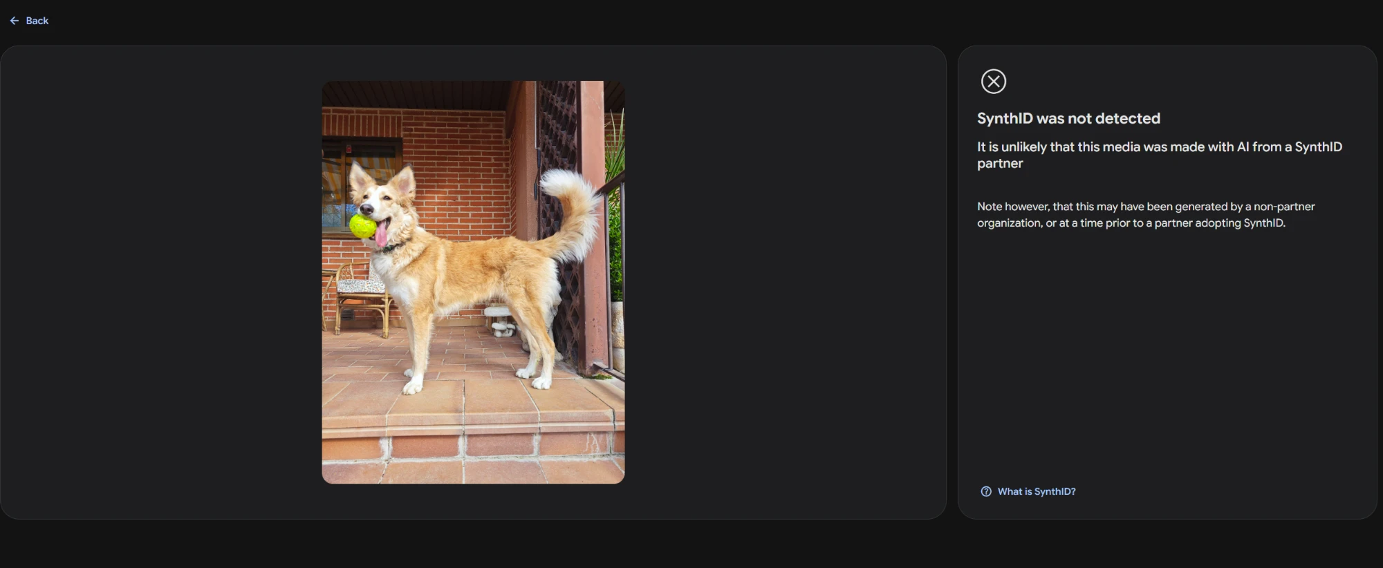 Captura de synthid.com con la foto real de un perro con una pelota en la boca, y a la derecha el resultado «SynthID was not detected» y «It is unlikely that this media was made with AI from a SynthID partner».
