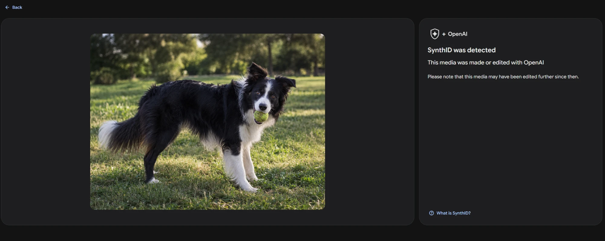 Captura de synthid.com con un border collie que lleva una pelota en la boca en un parque, imagen generada con ChatGPT, y a la derecha el resultado «SynthID was detected» y «This media was made or edited with OpenAI».