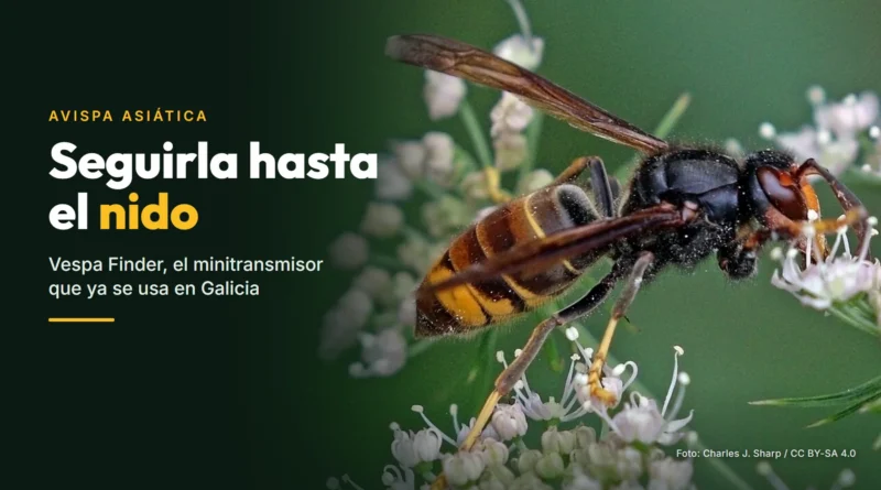 Avispa asiática (Vespa velutina) posada sobre unas flores, con el cuerpo oscuro, el abdomen amarillo y las patas amarillas, sin transmisor